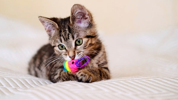 Why Interactive Toys Are Essential for Your Cat’s Health