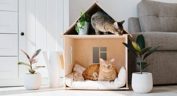 How to Create a Cozy Sanctuary for Your Cat